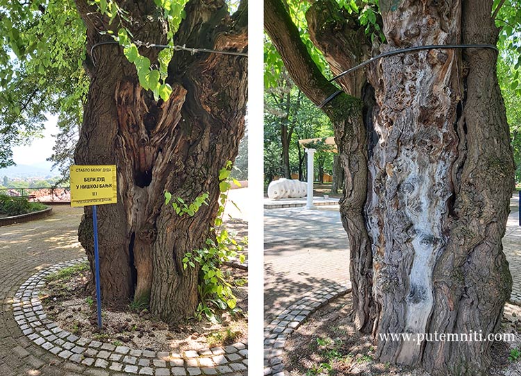 Stablo belog duda u Niškoj banji